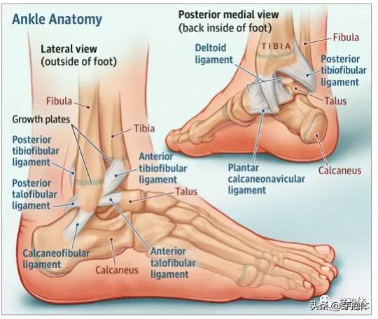 轻度脚踝扭伤的处理方法及康复,脚踝扭伤没有骨折多久可以康复