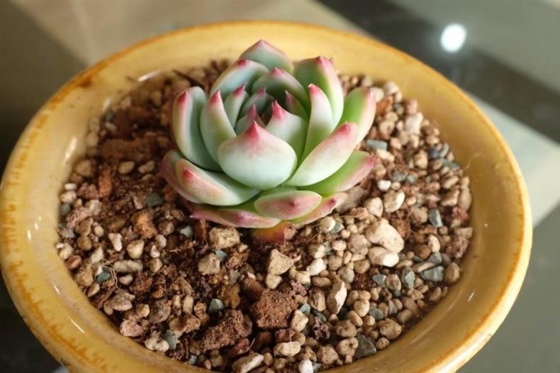 多肉不小心淋了肥水补救方法,多肉不小心淋了雨怎么补救