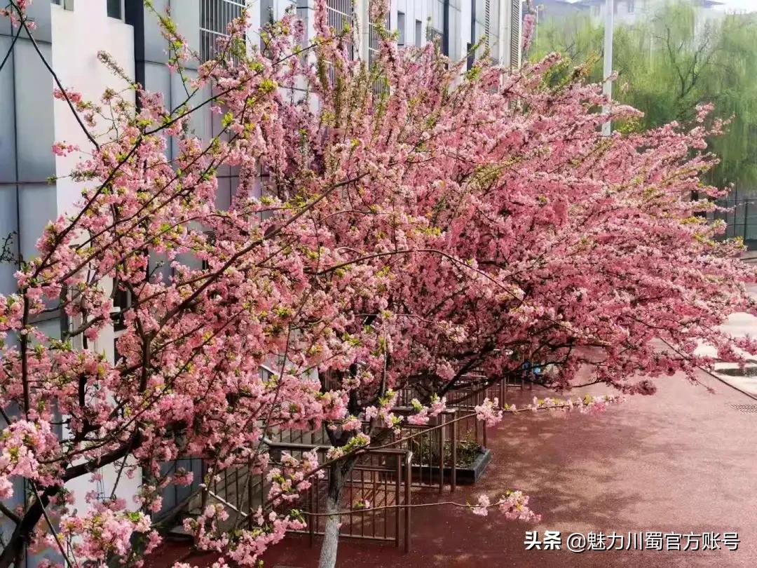 家长对学校家园合作评价,学生对绵阳南山中学评价