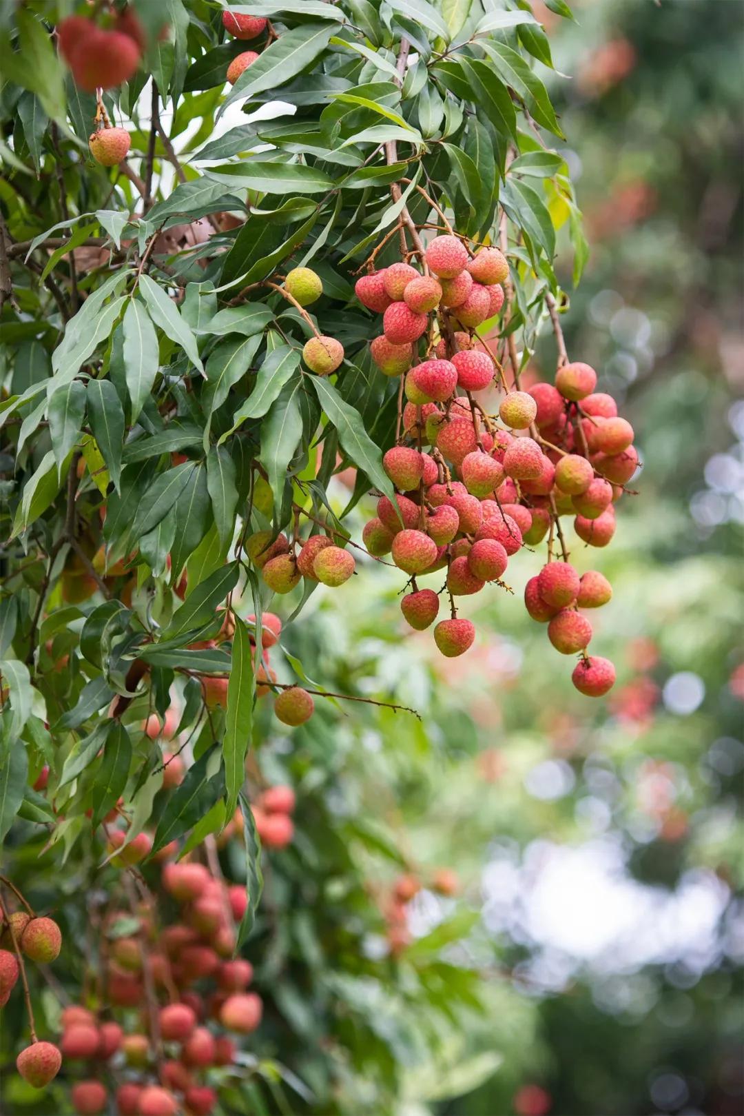 中国哪里的荔枝最甜,全国荔枝最好吃的地方