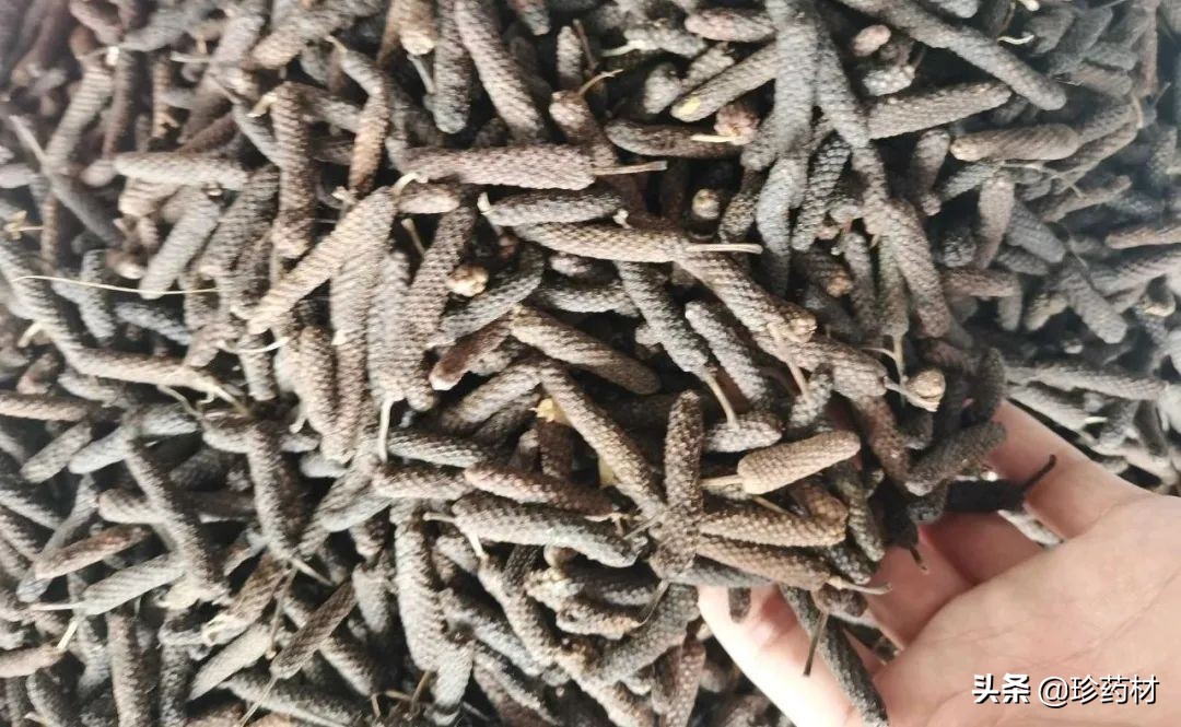 药材市场今日观察第五期,药材市场每日观察二十四期