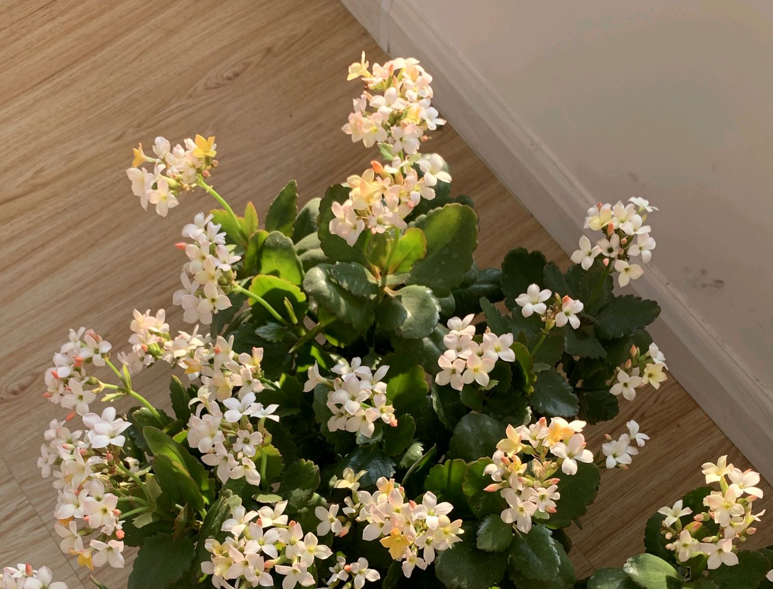 长寿花叶发粘还有小白点是什么病,长寿花花心长白点用什么药可以治