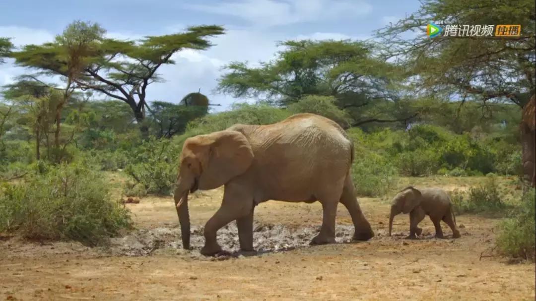 这部BBC纪录片一开播就拿下9.5高分，除了美更培养了孩子的世界观