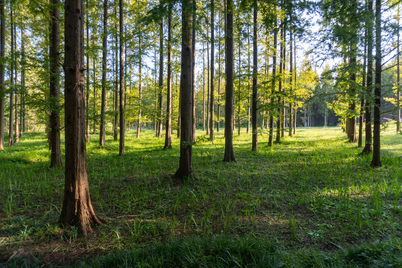 森林麋鹿公园,森林麋鹿