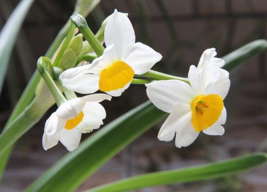 水仙花烂根怎么修理,水仙花烂根的原因及解决方法