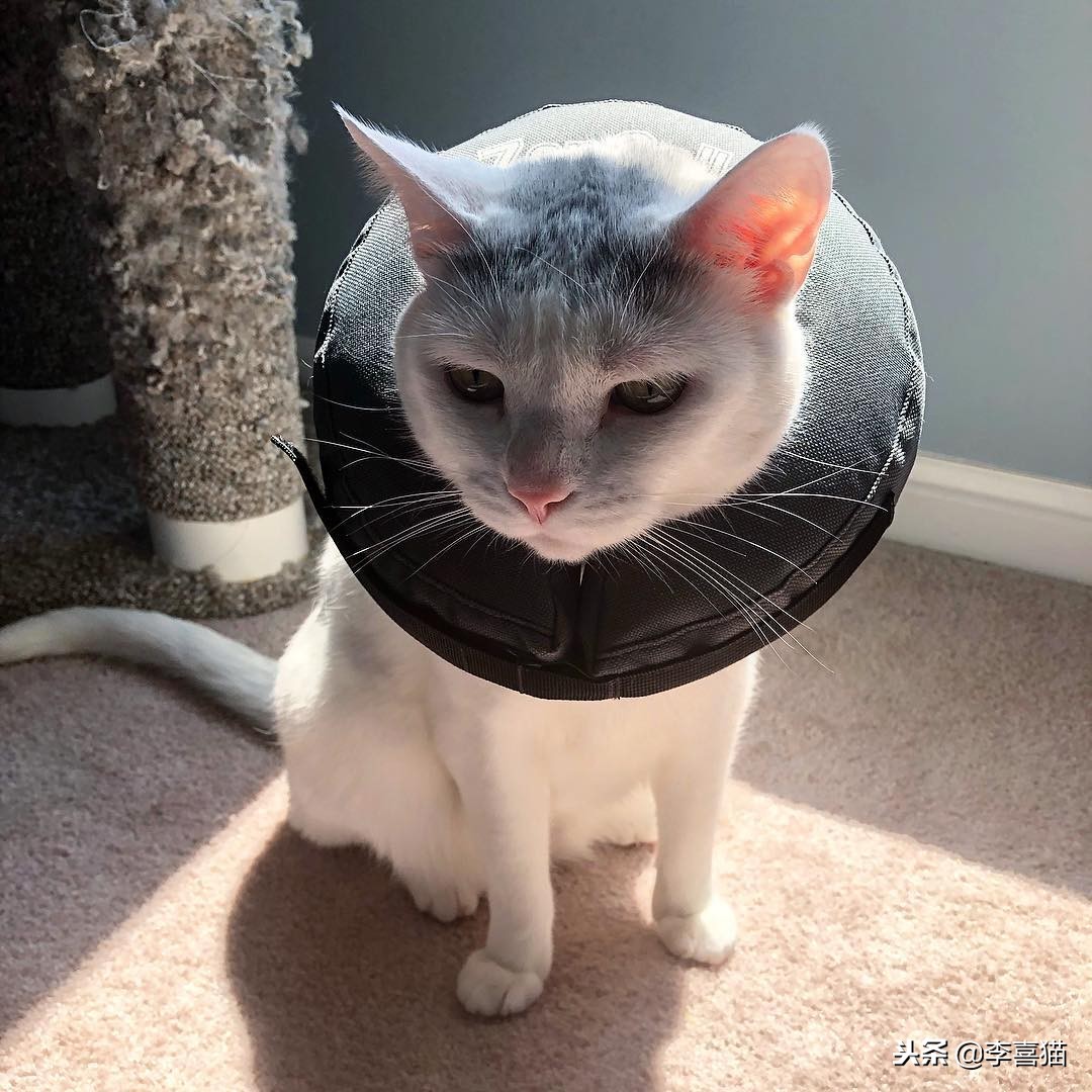 猫咪做完绝育有什么要注意的,猫咪绝育术后消炎药