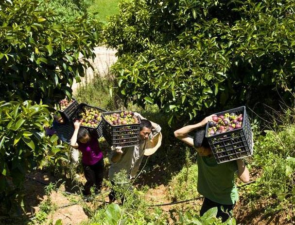 山竹水果为什么贵,山竹结那么多果为什么还那么贵