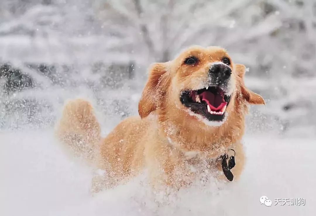 天气冷怎么照顾狗狗,天气冷应该给狗狗注意什么呢