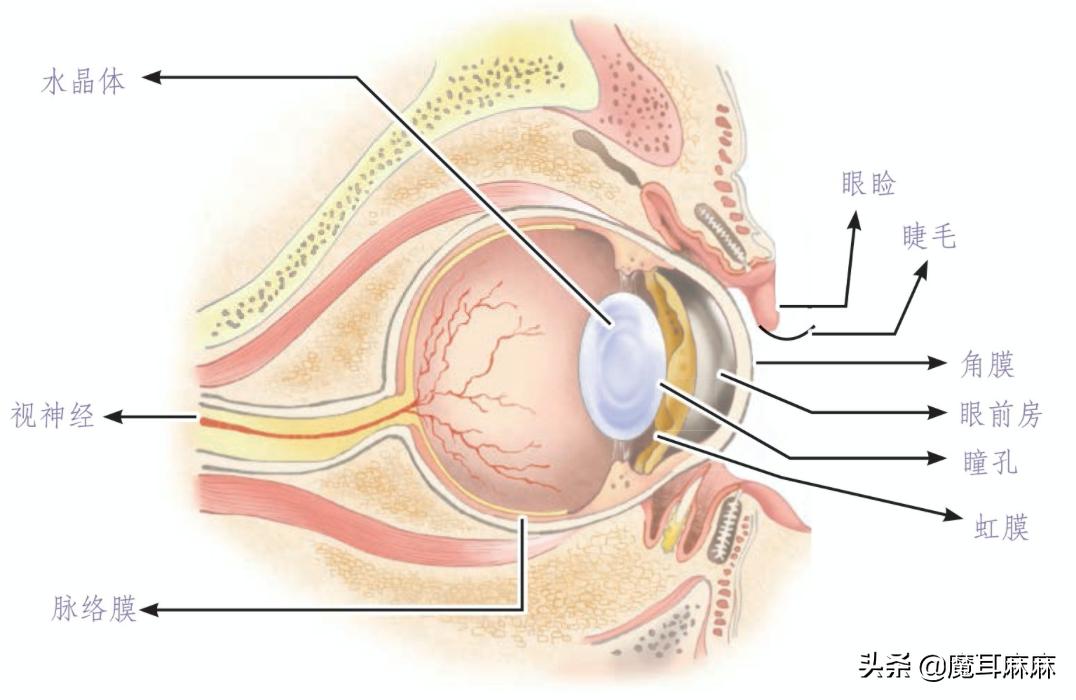 养猫常备哪些药品,家里养猫常备药