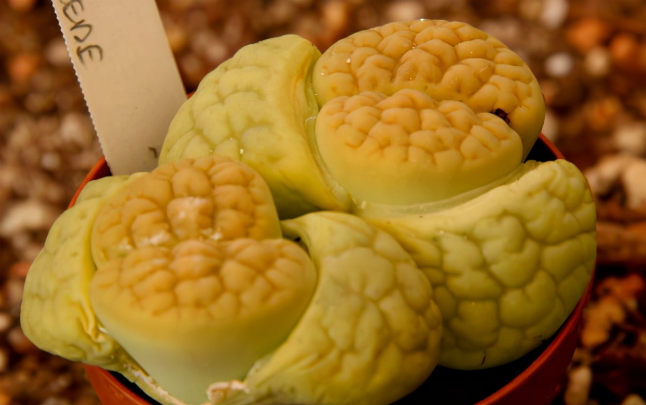 珍品生石花,绿宝石类生石花