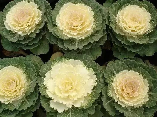 一次性摘各种各样的水果,一次性种很多草莓会怎么样