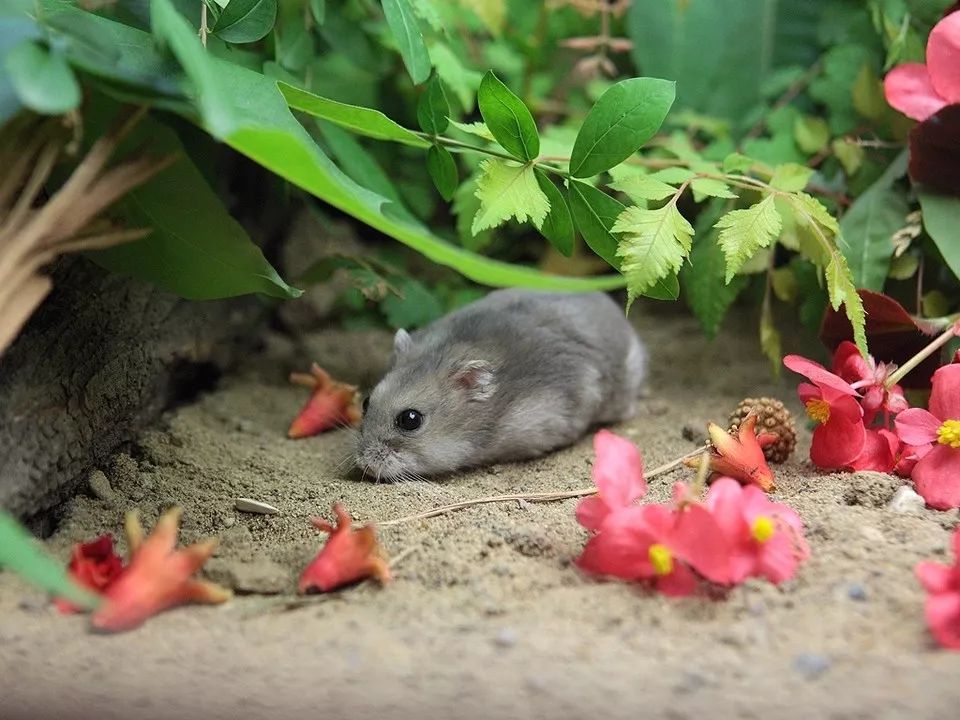 养仓鼠需要准备什么吃的食物,仓鼠饮食食谱