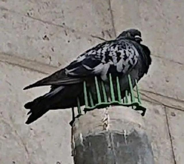 00后知道以前五一七天假吗,00后不知道00年代的事情