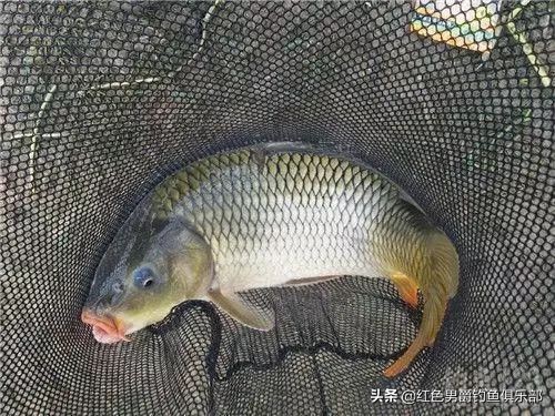 野钓钓大物用什么竿和饵料,手竿钓大鱼饵料怎么做