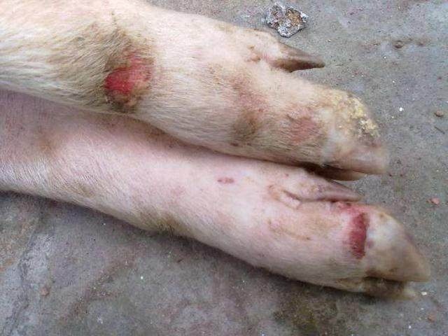 保育猪口蹄疫为什么死亡率那么高,猪口蹄疫死亡率高吗