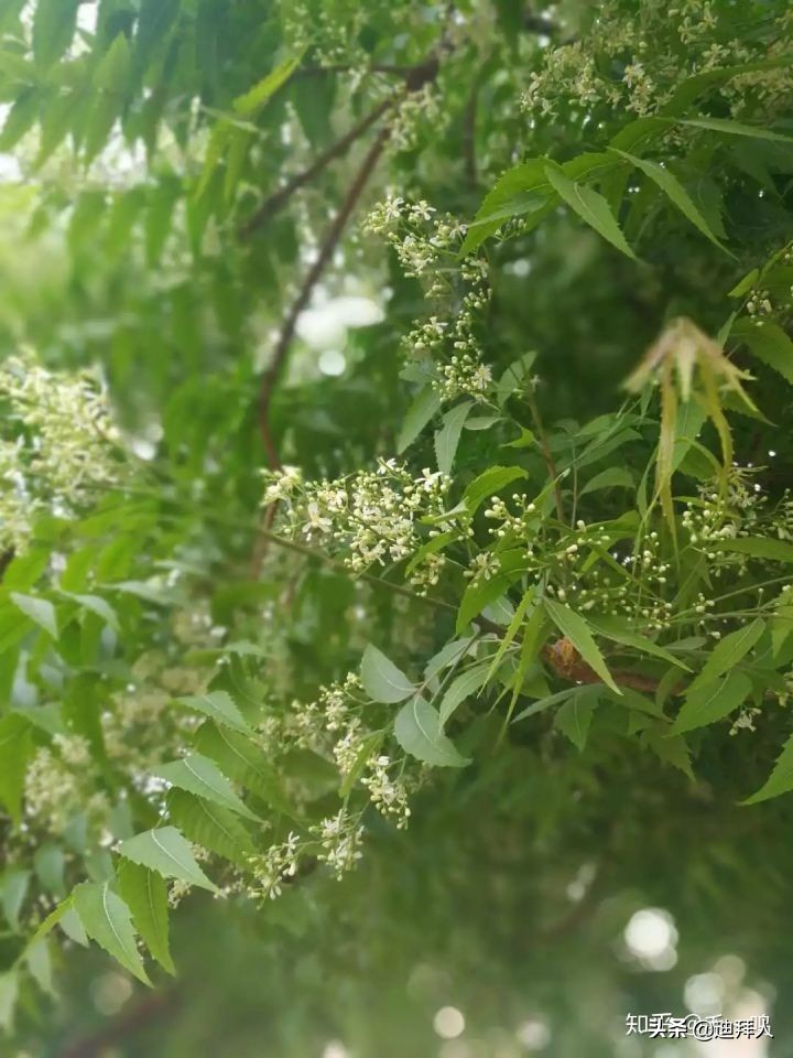 迪拜种一棵树,迪拜养一棵树成本