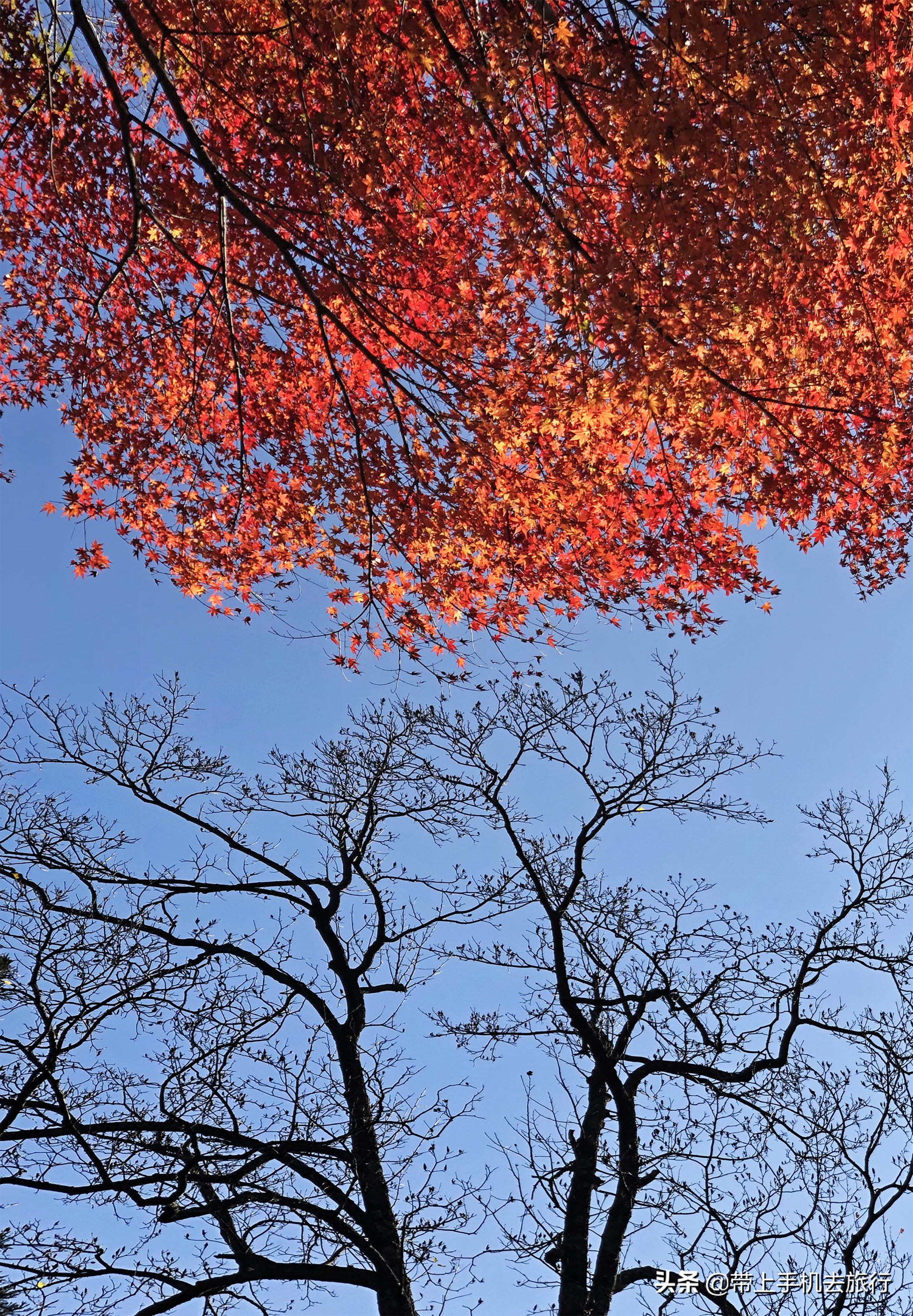 手机超广角垂直向上拍摄技巧,手机拍摄超广角无死角