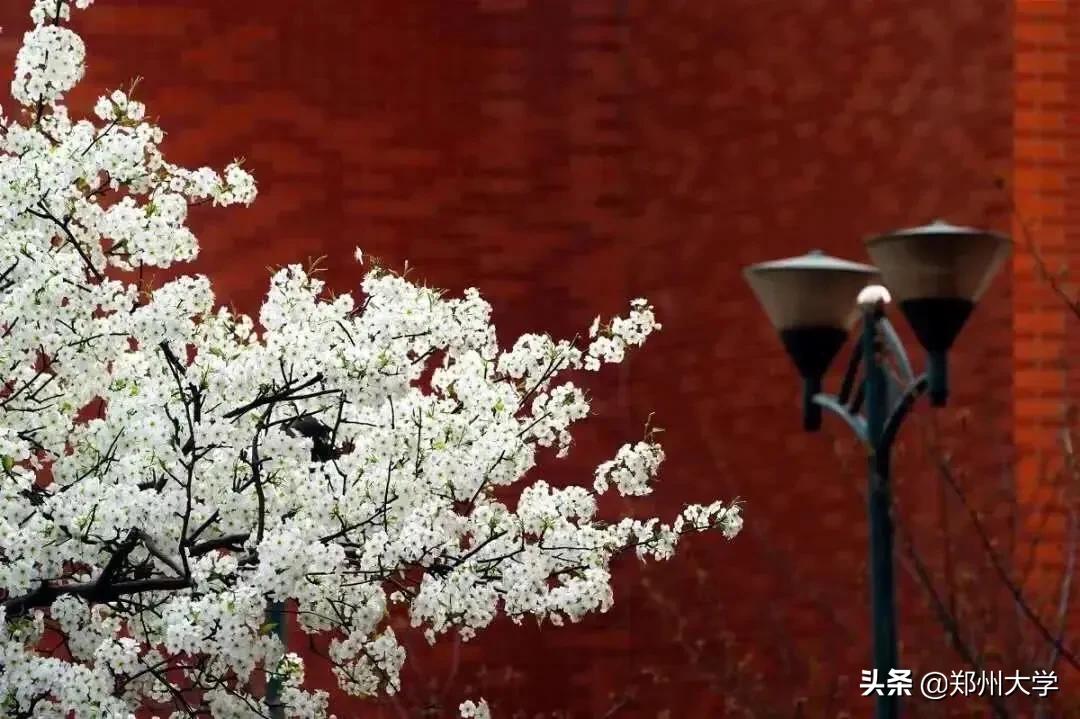 2021年郑州大学研究生复试名单,郑州大学2020年复试分数线