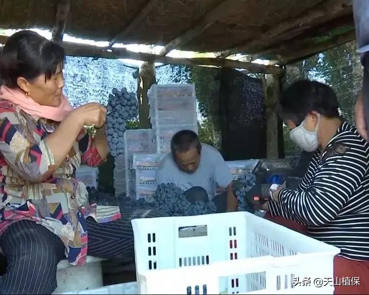 葡萄熟了直播间现场直播卖货,葡萄现场直播卖货