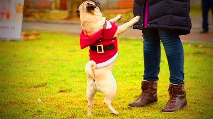 狗狗直立行走影响狗狗健康,狗狗长时间站立行走会不会受伤