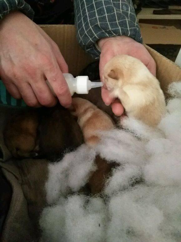 怎样护理狗宝宝,怎么护理狗宝宝