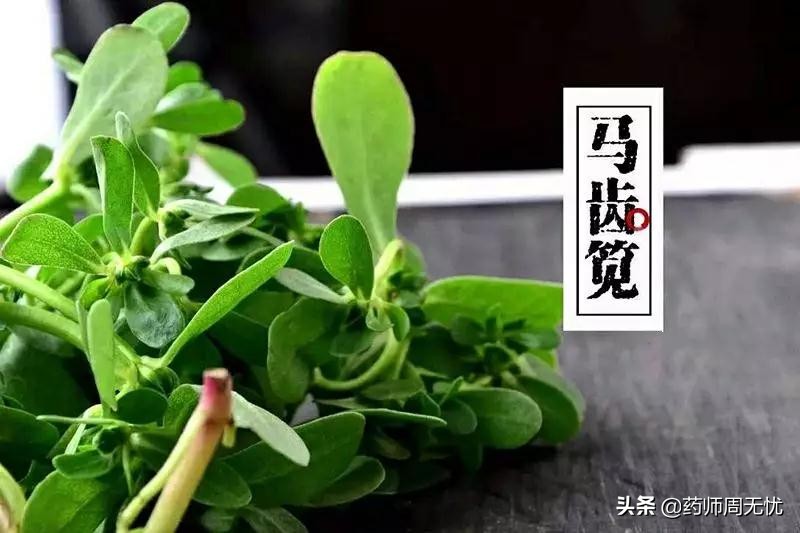 马齿苋治白头发,马齿苋主治功效