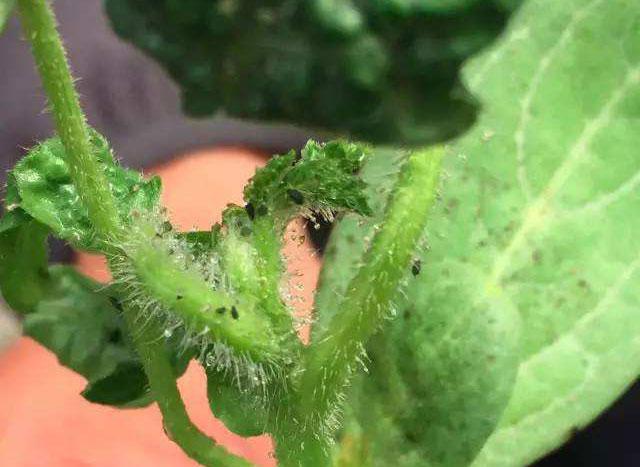 西瓜蚜虫防治最佳药剂,西瓜的蚜虫打不死用什么农药