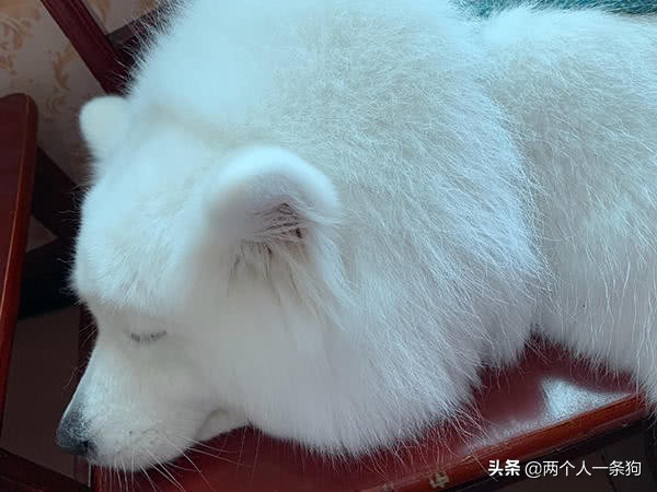 怎样保持萨摩耶洁白的毛,怎么保养萨摩毛发