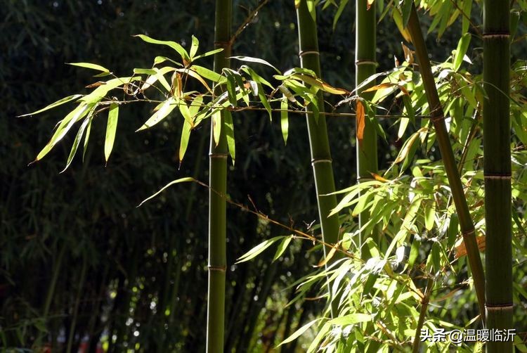 竹泉村景区,最美竹泉村