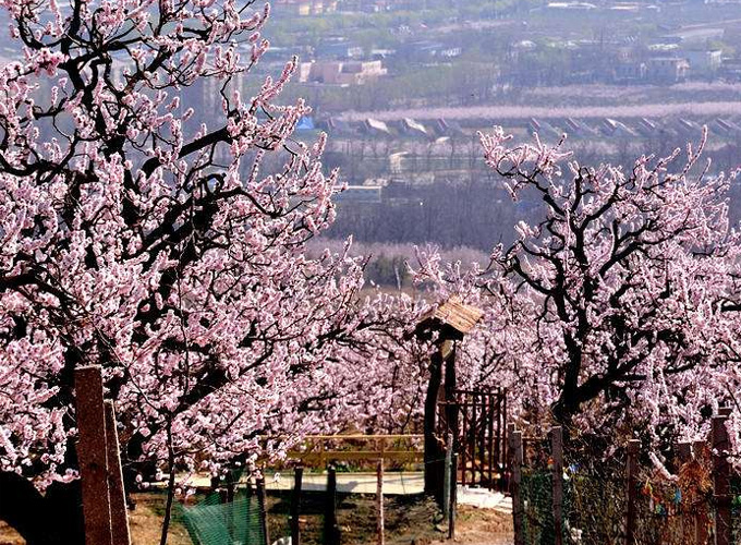 北京春游踏青赏花路线,2022年北京市春游踏青有好地方吗