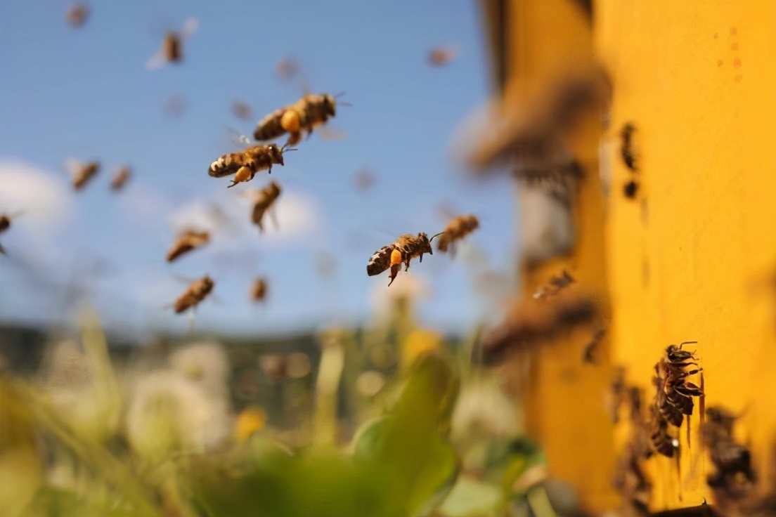 执“蜜”不悟，润口蜂蜜应该怎么挑？