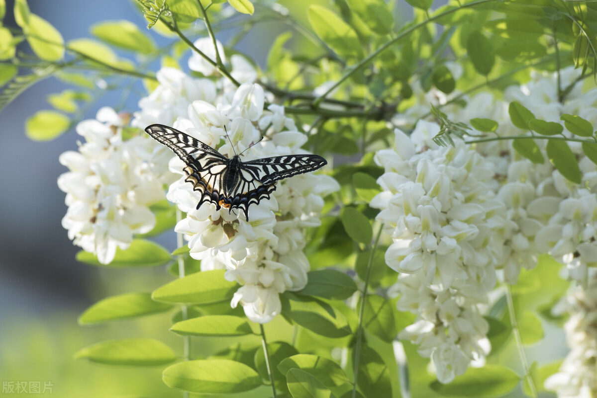 花生种植的秘诀,老一辈代代相传的花生种植方法