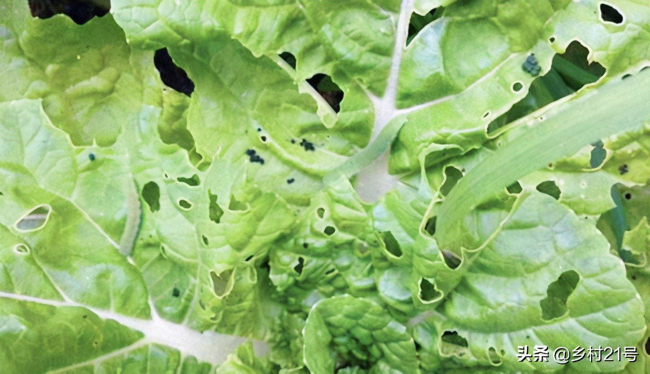 家里种蔬菜起虫怎么办,自己在家种蔬菜怎么防止虫害