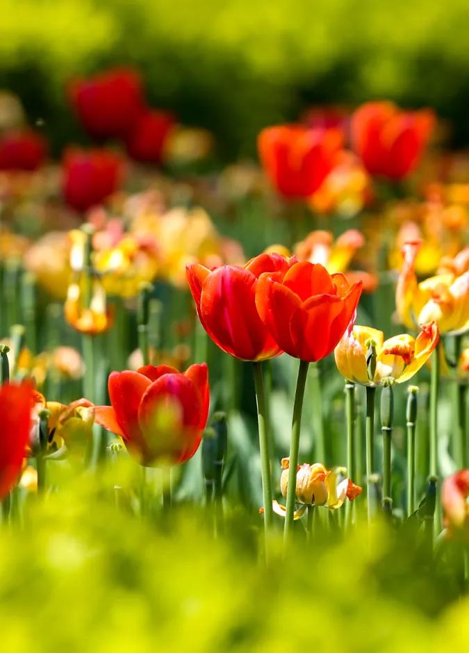 时光清浅秋意阑珊,时光清浅浮世清欢