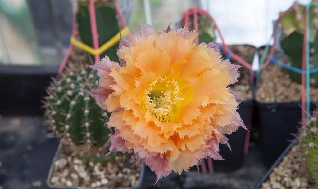 100种仙人球花图片,100种仙人球的品种视频