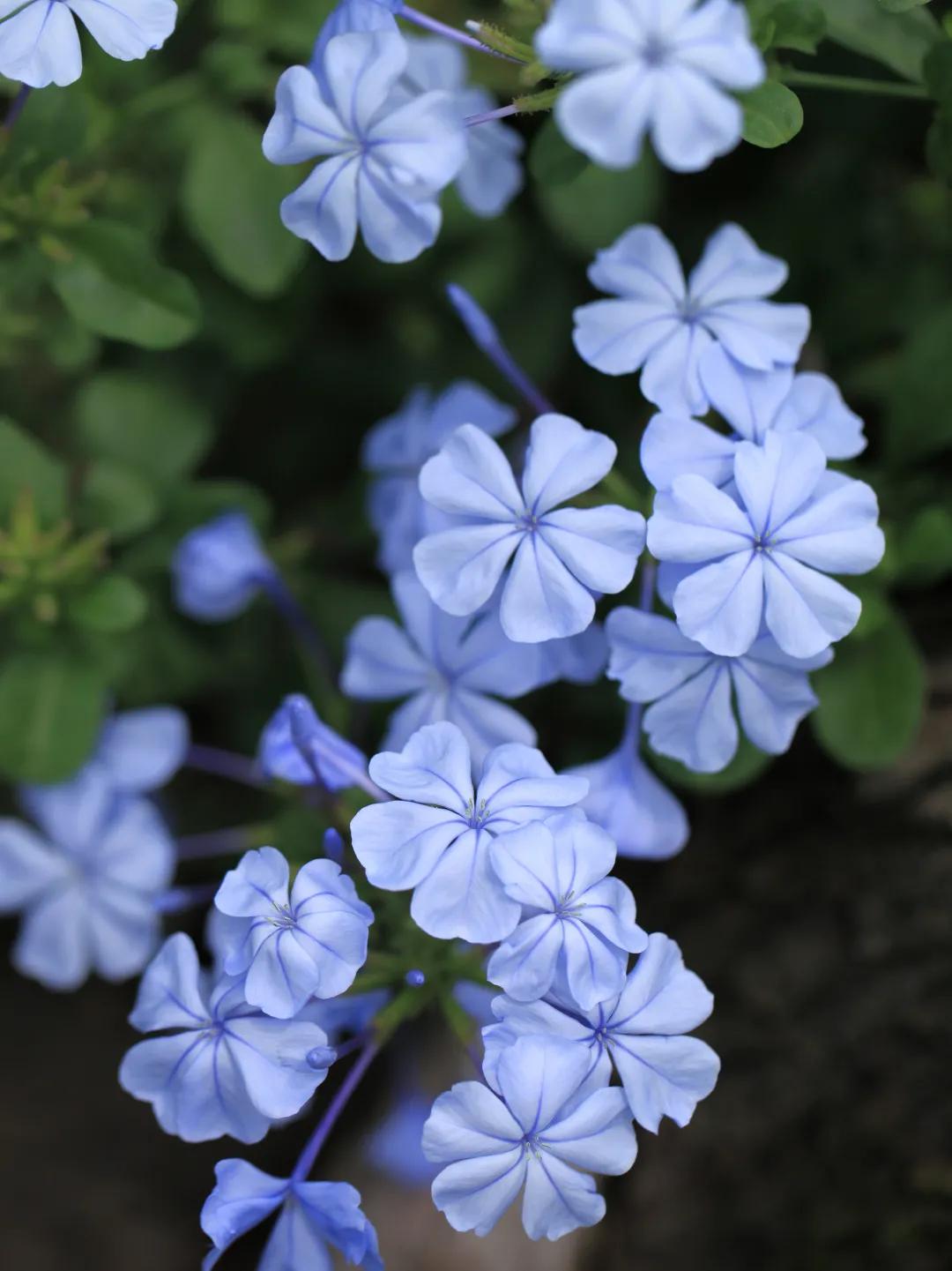 没花园怎么种花？从东北到广东，4位大神在室内种出植物园，绝美
