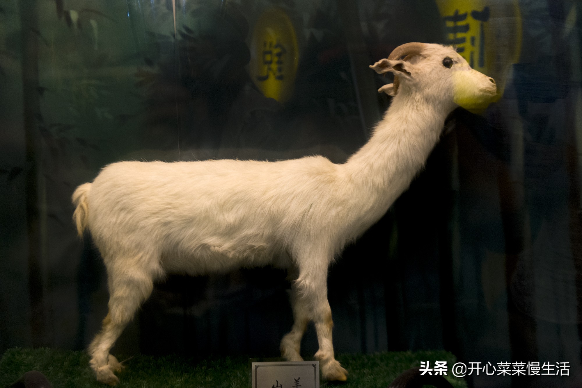 中国画什么毛笔好,画国画用什么毫的毛笔好