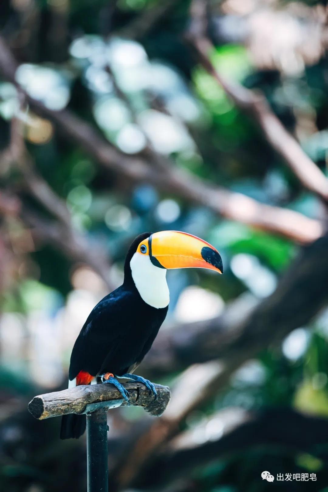 长隆飞鸟乐园长隆熊猫酒店怎么选,周一长隆野生动物园游玩攻略