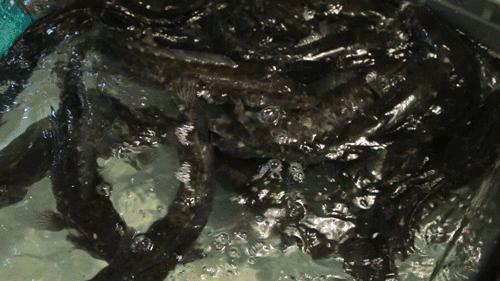 大宜兴没有好吃的鱼？这家独霸美食界的鱼无双！要不要挑战一下？