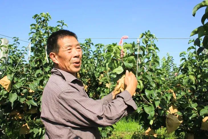 梨子界中的“扛把子”，越低调越红！咬一口就爆汁，一水的甜呀