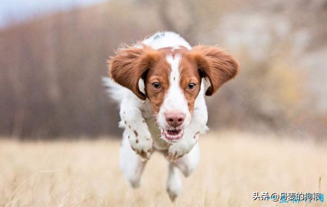 最受欢迎的小型宠物狗排名第一名,家庭喜欢养的宠物狗前十排名