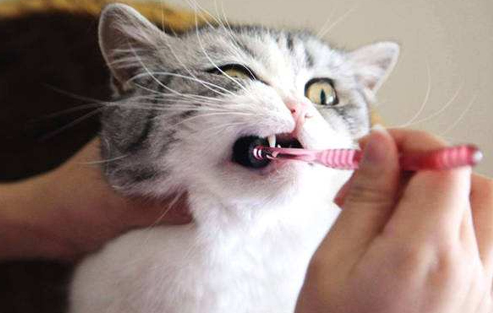 怎么解决猫咪口臭的问题,铲屎官怎么消除异味