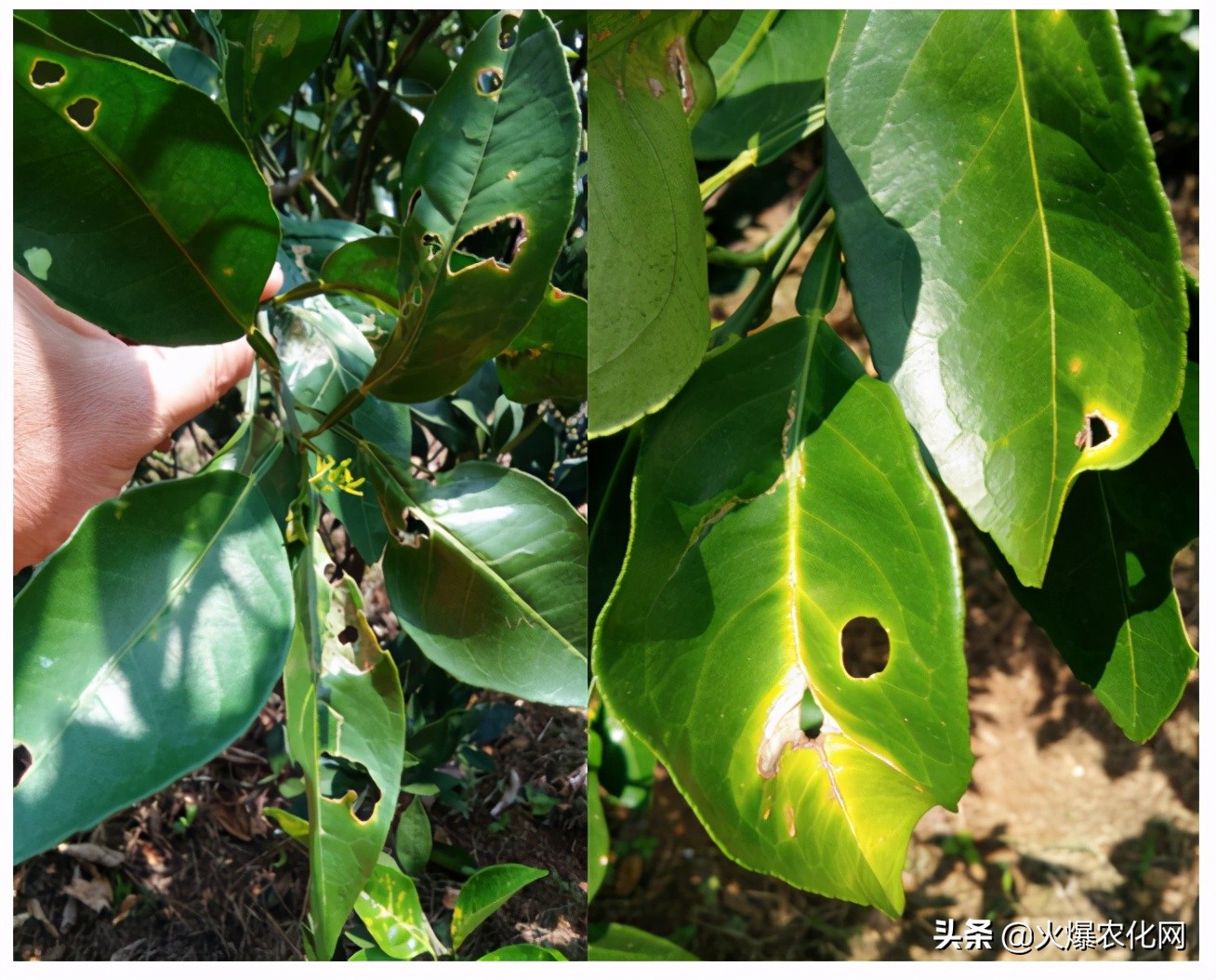 全面替代铜制剂！新一代“击溃爆品”！不伤花果！防治率高达96%