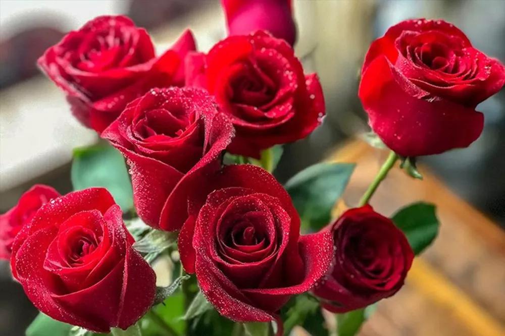 花店必备的5款玫瑰,鲜花图鉴一次性认识30种玫瑰花