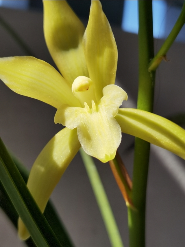 香味浓又勤花的兰花,兰花经典精品欣赏