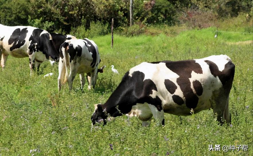 种草养牛十亩地能养多少牛羊,农村养殖牛羊需要具备哪些条件