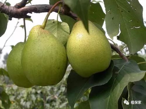 聚天门冬氨酸复合肥料,聚天门冬氨基酸有机水溶肥