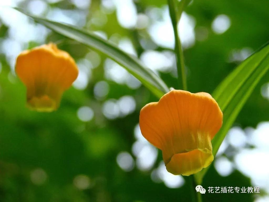 「花艺知识」50种常见花材的花语~（建议收藏）