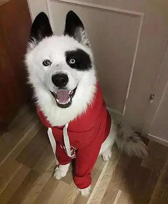 萨摩耶怀上二哈的孩子，生下来后一看狗崽的模样，就是车祸现场呀