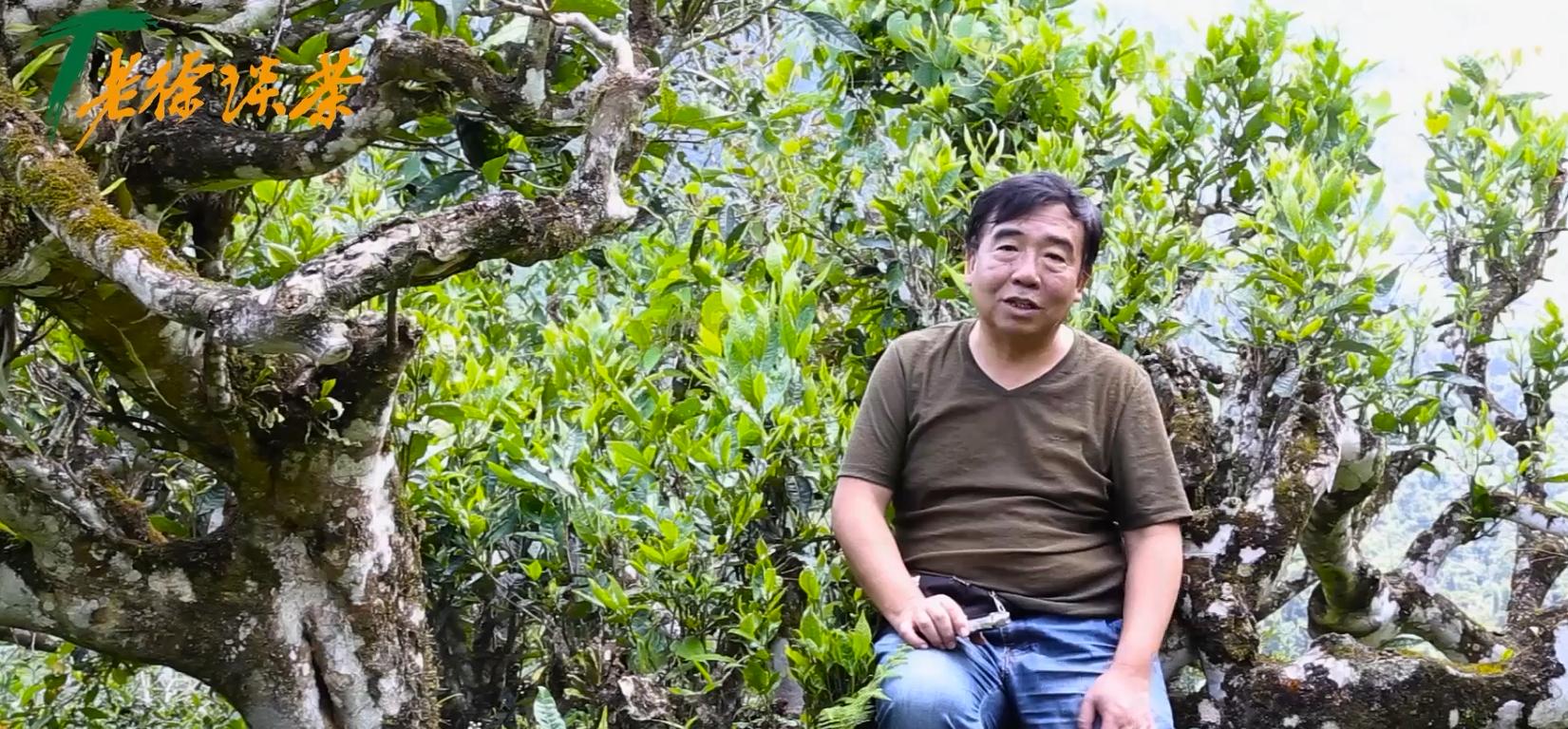 老徐谈茶9棵古树茶,老徐谈古茶园全集